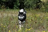 ALASKAN MALAMUTE 360